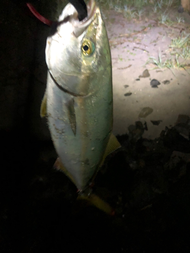 イナダの釣果