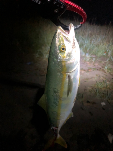 イナダの釣果