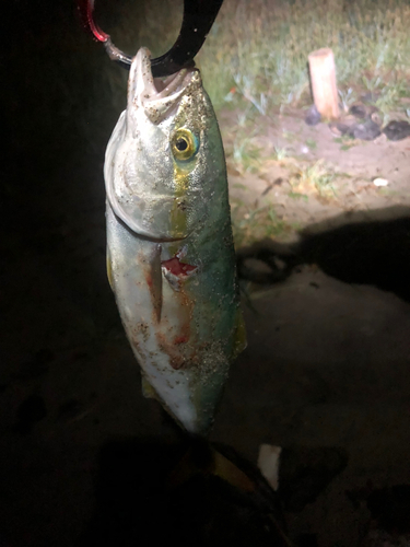 イナダの釣果