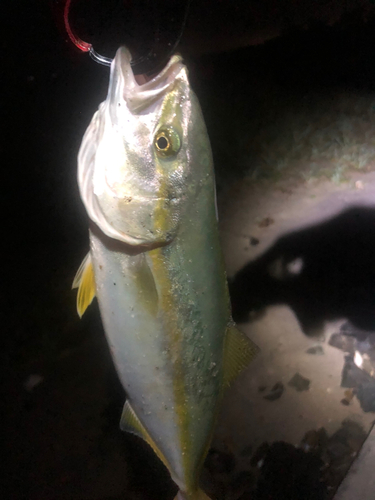 イナダの釣果