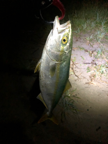 イナダの釣果