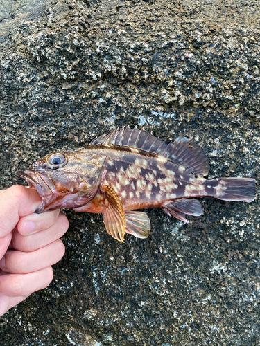 カサゴの釣果