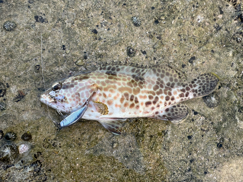 イシミーバイの釣果