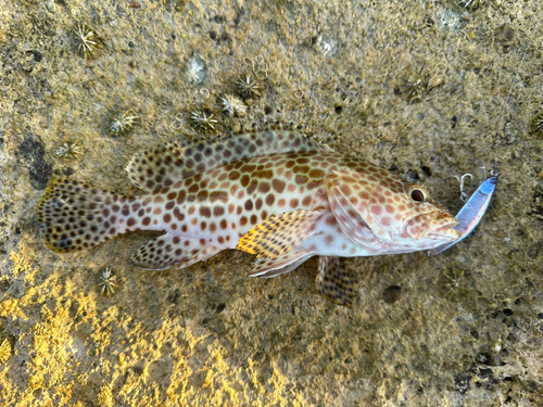 イシミーバイの釣果