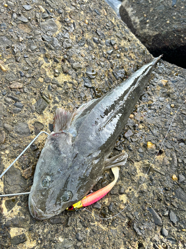 マゴチの釣果