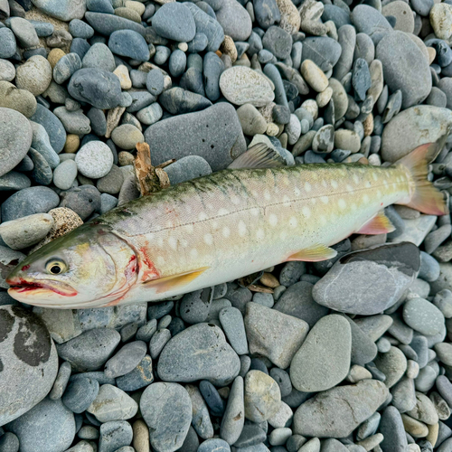 アメマスの釣果