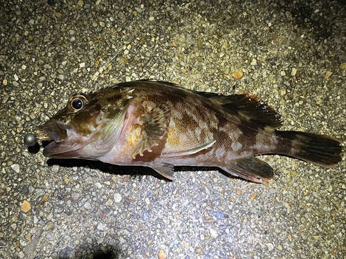 カサゴの釣果