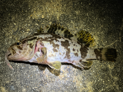 タケノコメバルの釣果