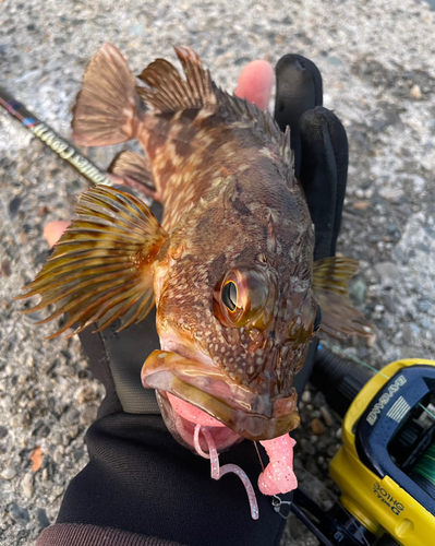 カサゴの釣果