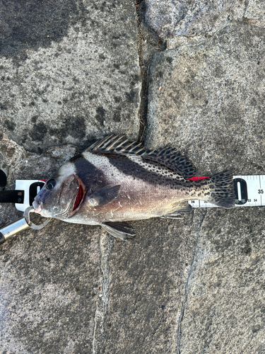 コショウダイの釣果