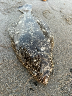 ソゲの釣果