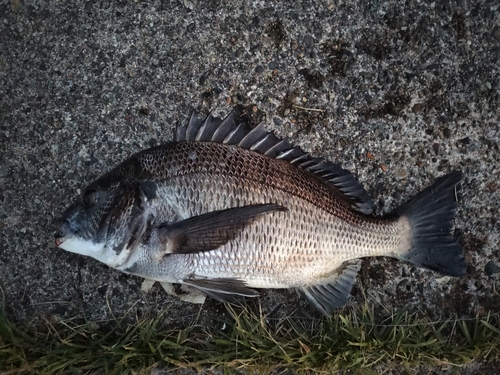 チヌの釣果