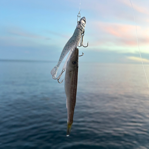 ヤマトカマスの釣果