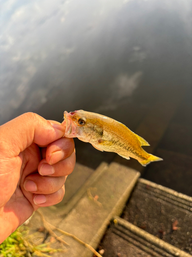 ラージマウスバスの釣果