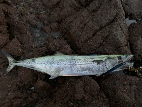 サワラの釣果