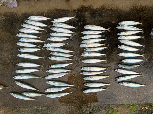 サバの釣果