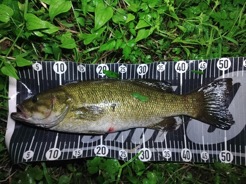 スモールマウスバスの釣果