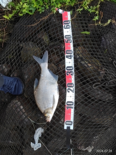 ダントウボウの釣果