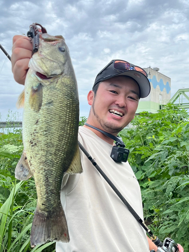 ブラックバスの釣果