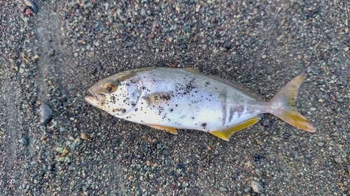 ショゴの釣果