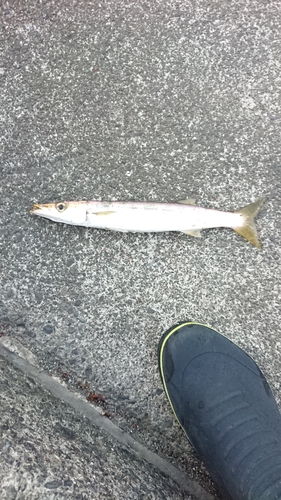 カマスの釣果