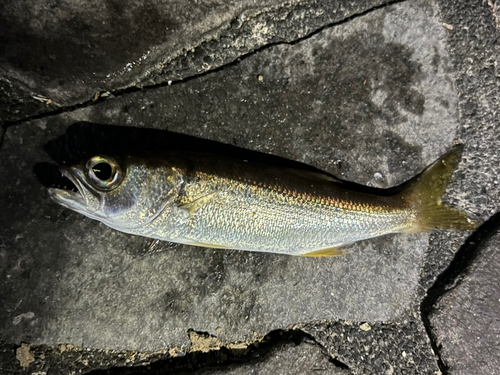 ムツの釣果