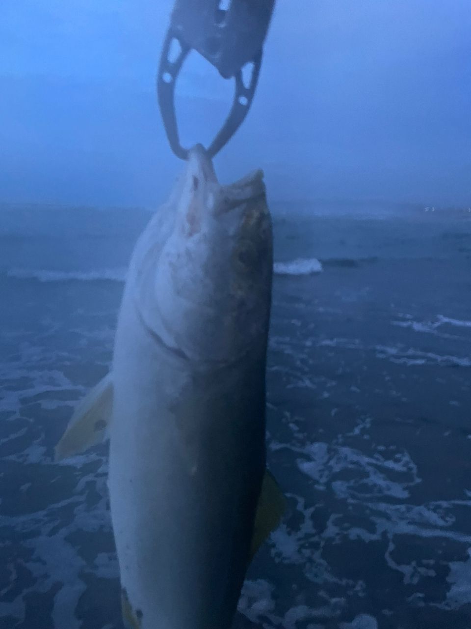 ワカシ