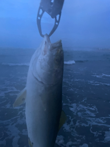 ワカシの釣果