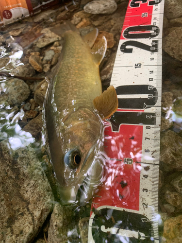 イワナの釣果