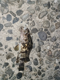 タケノコメバルの釣果