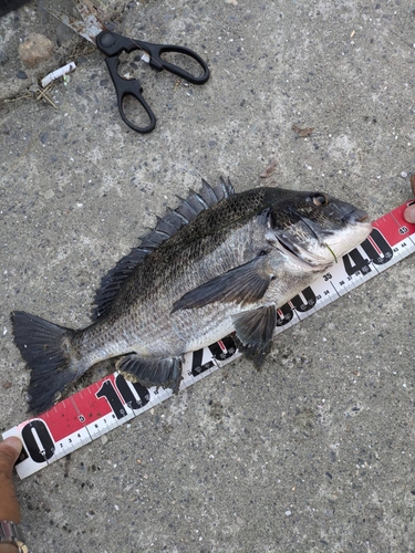 クロダイの釣果