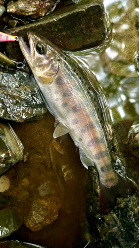 ヤマメの釣果