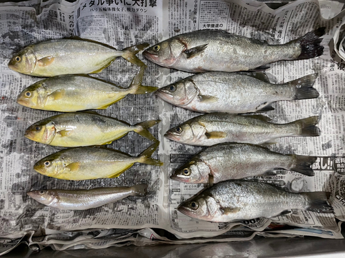 カンパチの釣果