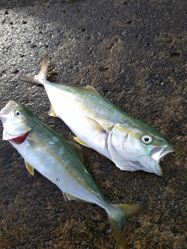 ワカシの釣果