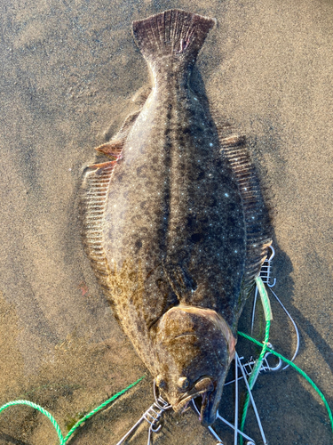 ヒラメの釣果