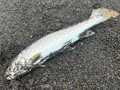 アメマスの釣果