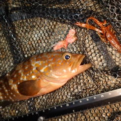 キジハタの釣果