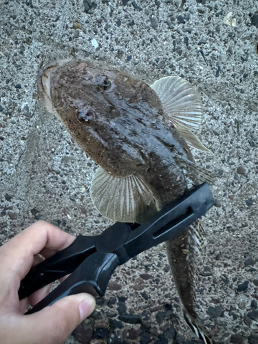 マゴチの釣果