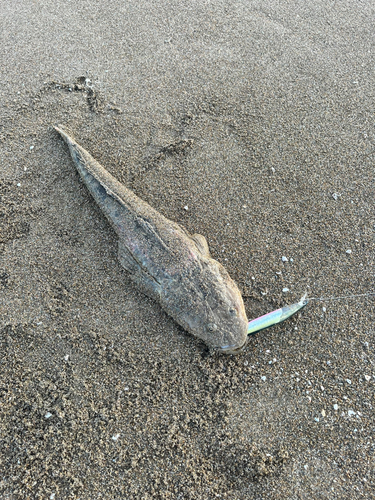 マゴチの釣果