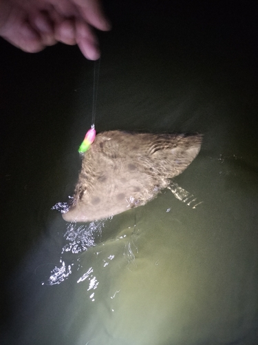 ツバクロエイの釣果