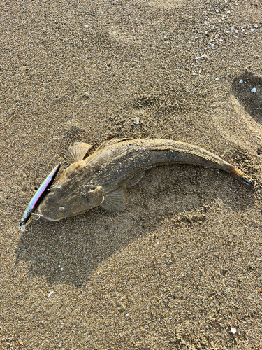 マゴチの釣果