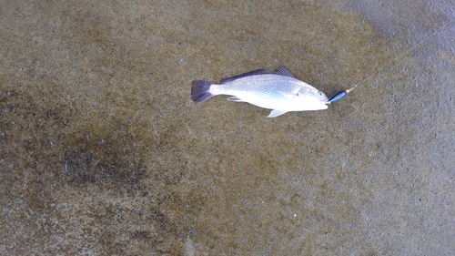 イシモチの釣果