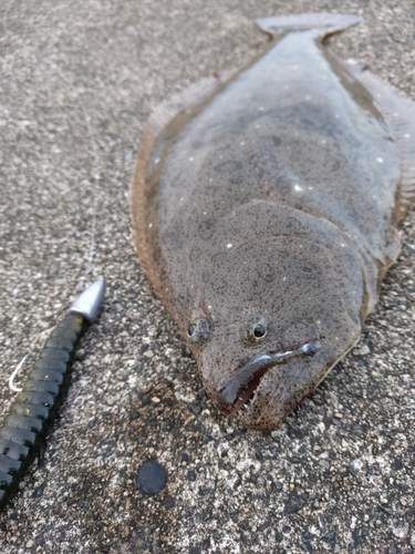 ソゲの釣果