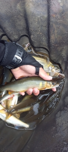 アユの釣果