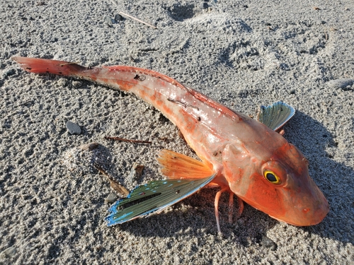 ホウボウの釣果