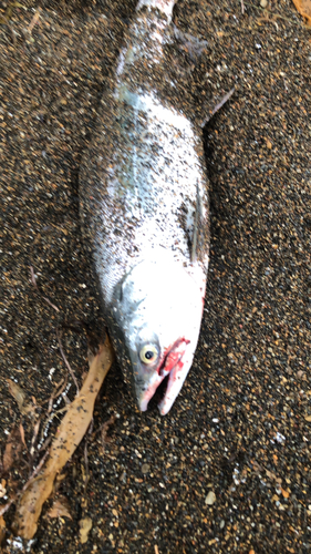 カラフトマスの釣果