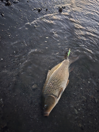 コイの釣果