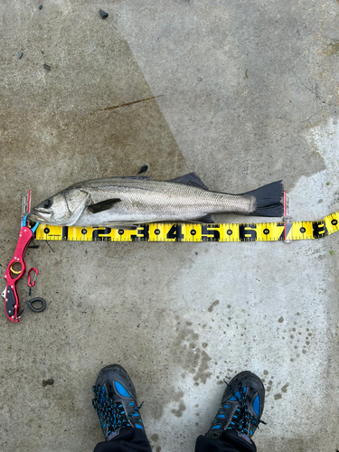 シーバスの釣果