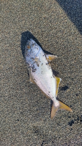 ショゴの釣果