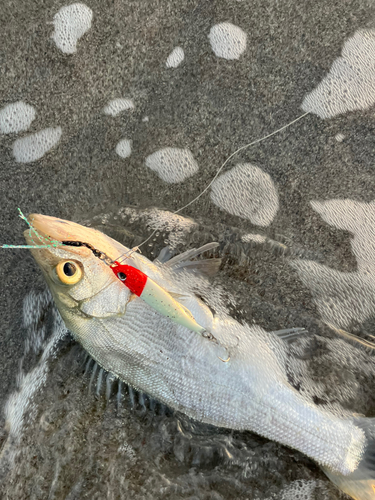 ソゲの釣果